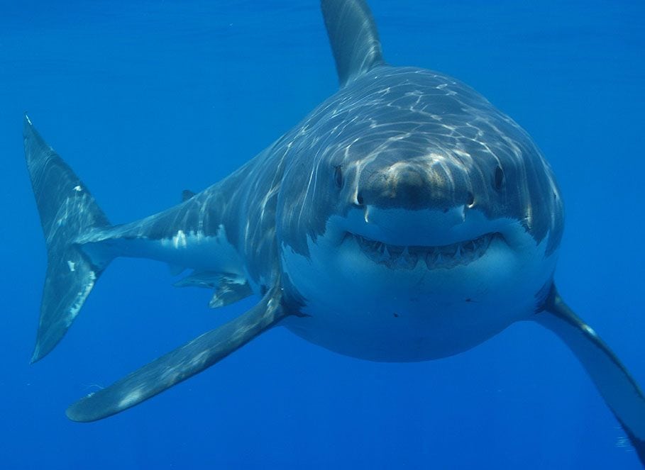 great white shark WA shark cull appears to be over