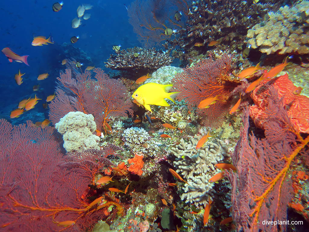 Reef scene with damsel and anthias at Instant Replay with Ra Divers Fiji. Best dive sites. Scuba holiday travel planning for Fiji Islands - where, who and how