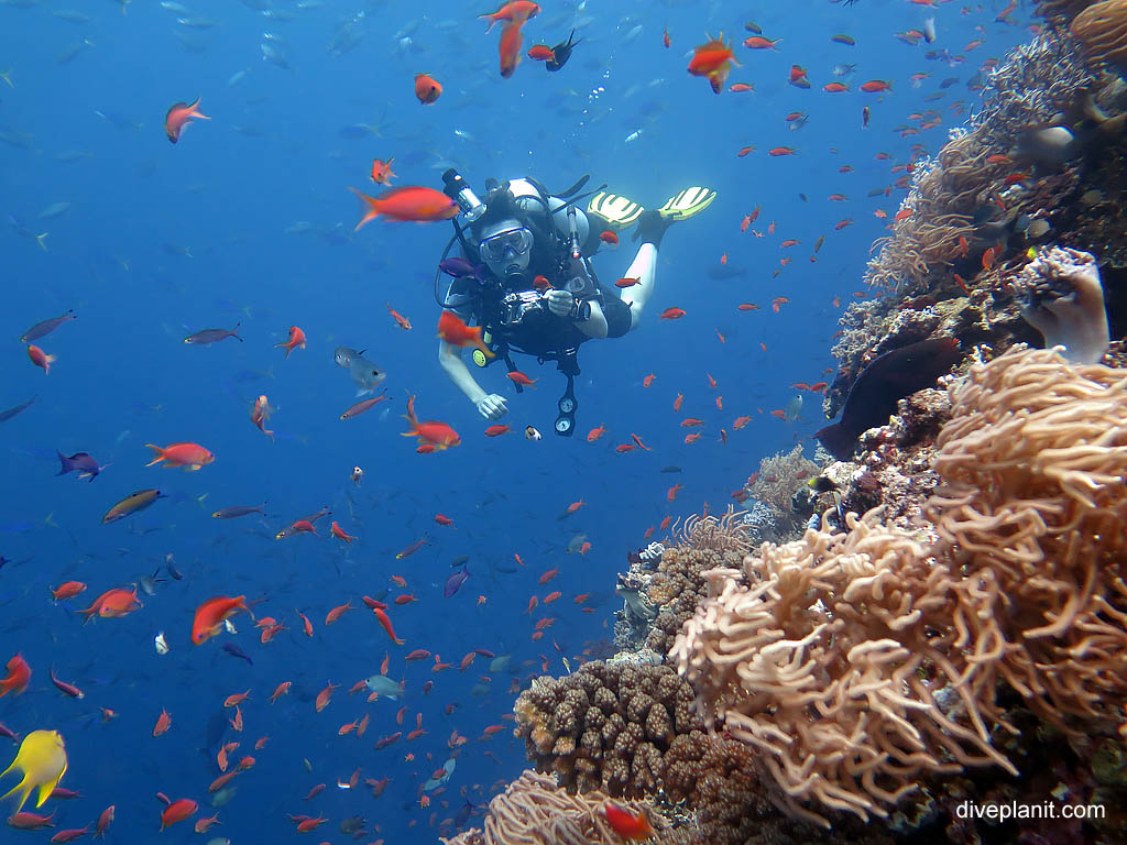 Diver in reef fish at Wheatfields with Ra Divers Fiji. Best dive sites. Scuba holiday travel planning for Fiji Islands - where, who and how