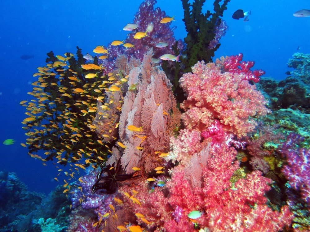 Colourful soft corals in Fiji