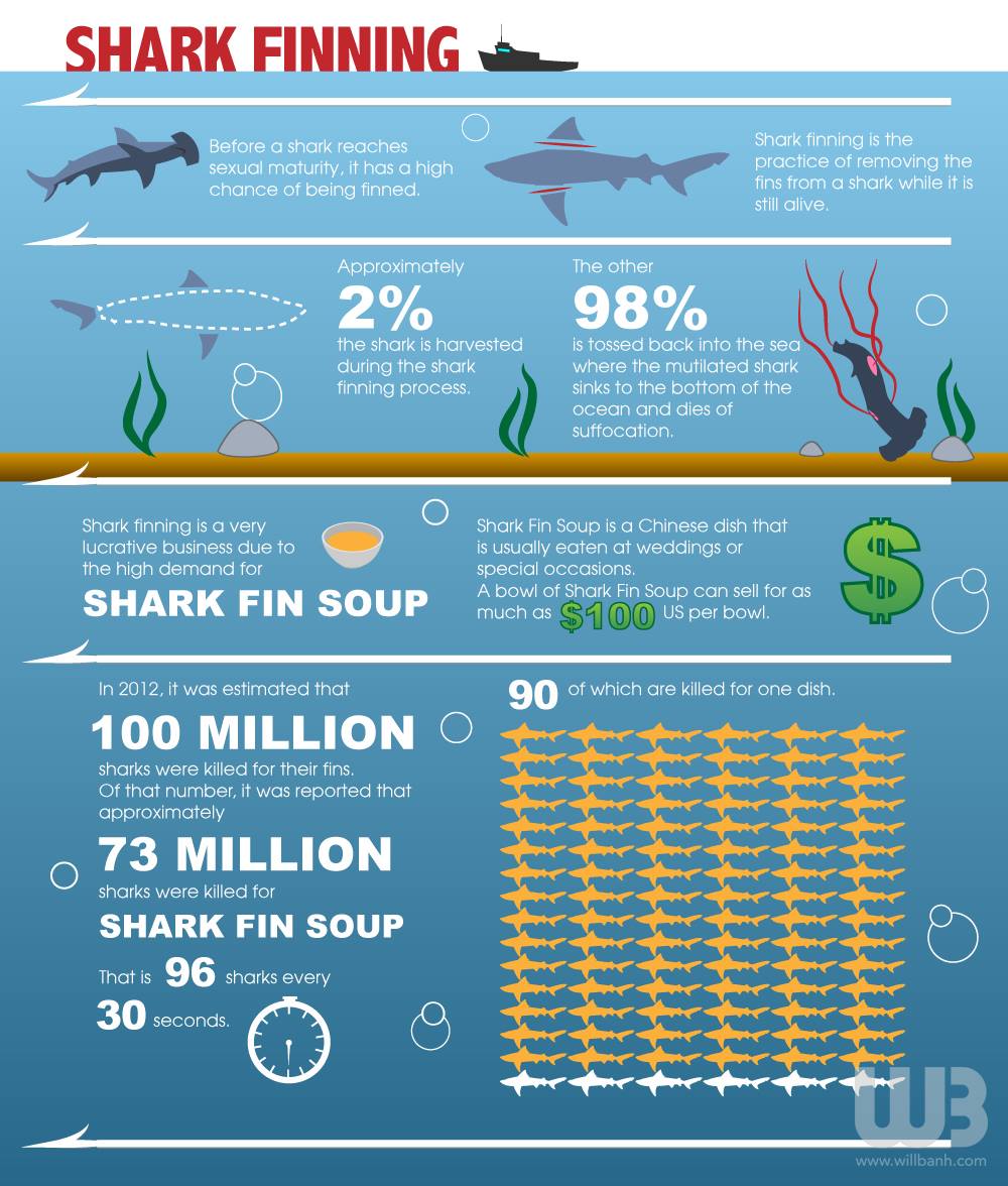 Shark fin deaths per year