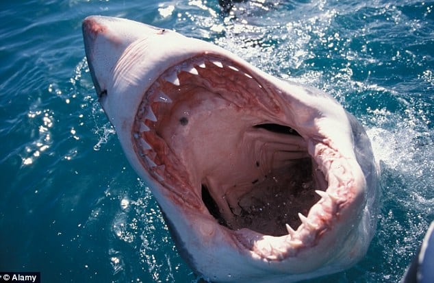 Great white Shark gaping mouth