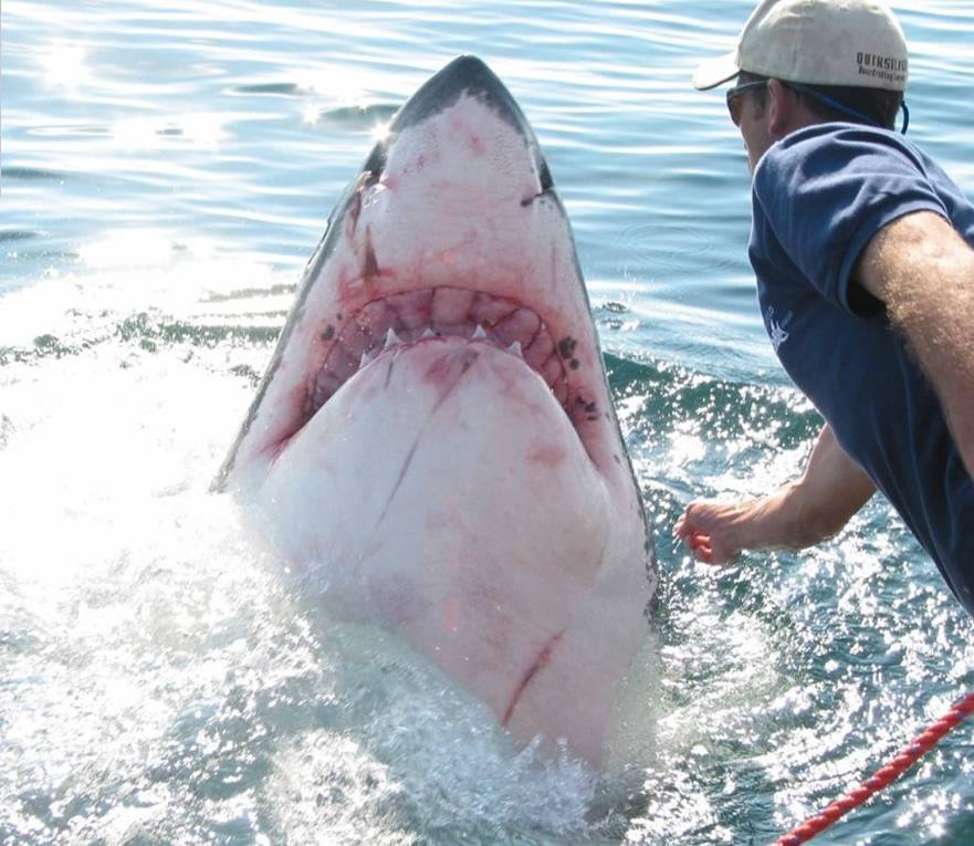Shark handler in South Africa