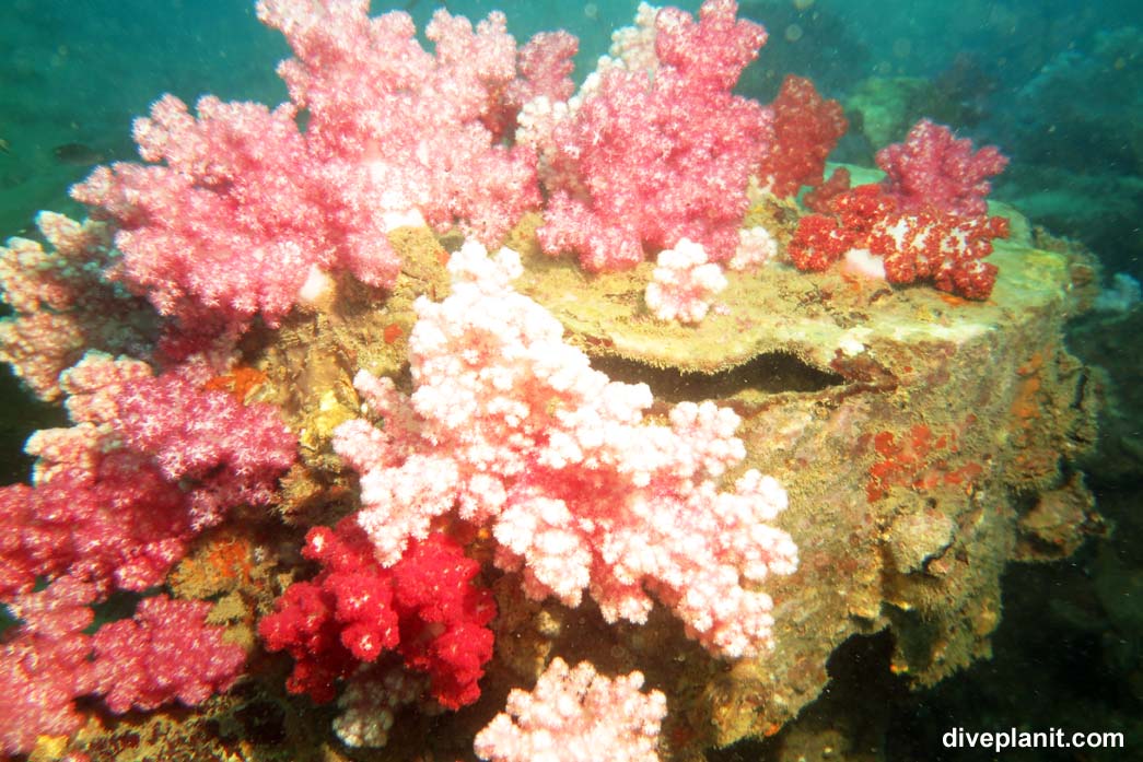 Soft corals in Thailand