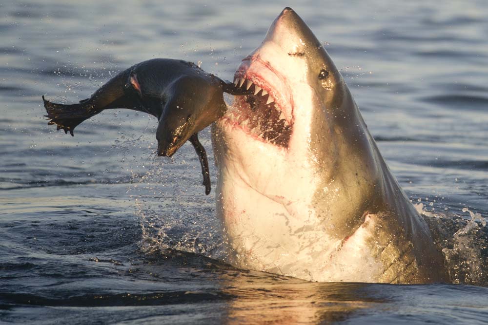 Jaws Seals Pups Fate