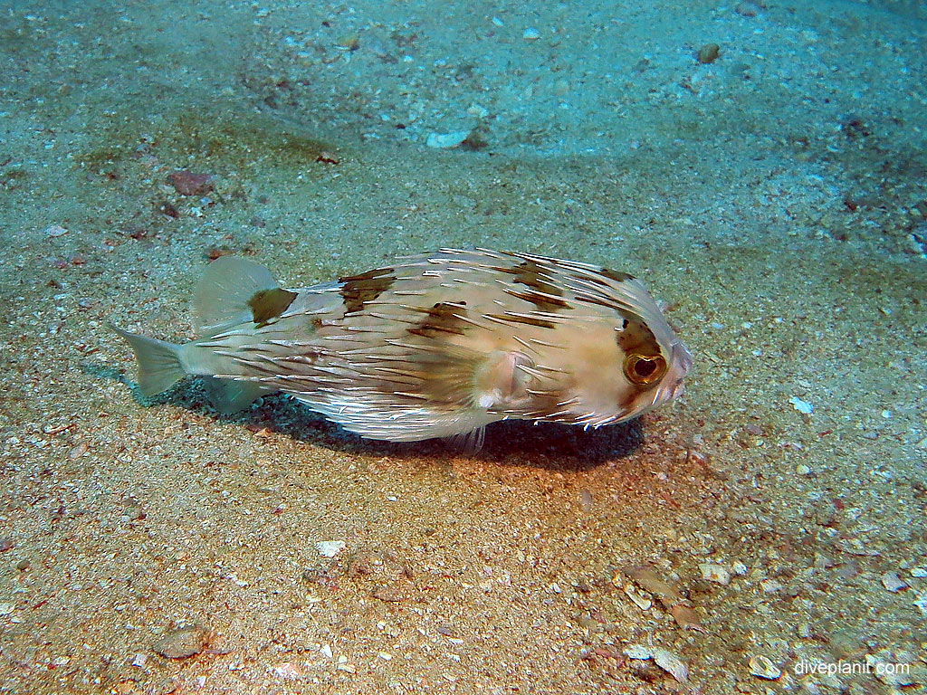 Ballonfish (kind of Porcupinefish) at Shark Point 2 diving with Sea Bees. Scuba holiday travel planning for Thailand - where, who and how