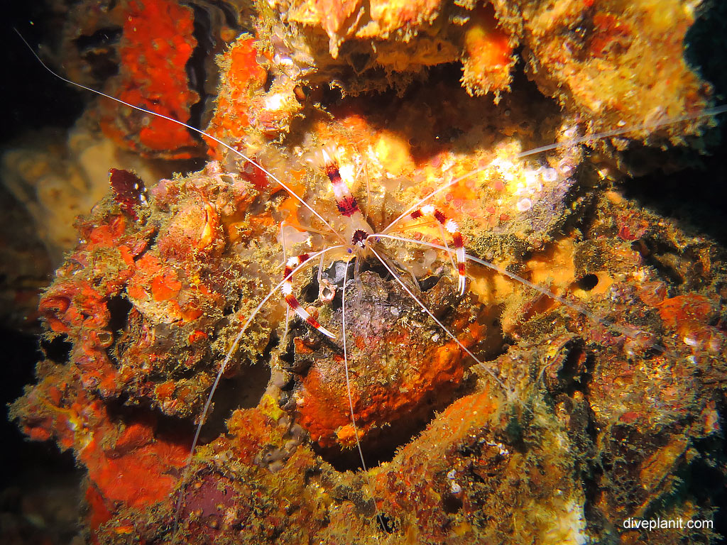 Banded coral shrimp at Ko Dok-Mai diving with Sea Bees. Scuba holiday travel planning for Thailand - where, who and how