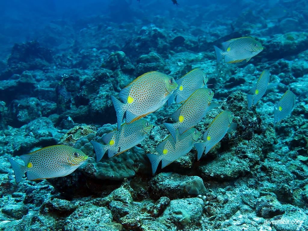 Golden Rabbitfish at Koh Bon West Ridge diving with Sea Bees. Scuba holiday travel planning for Thailand - where, who and how