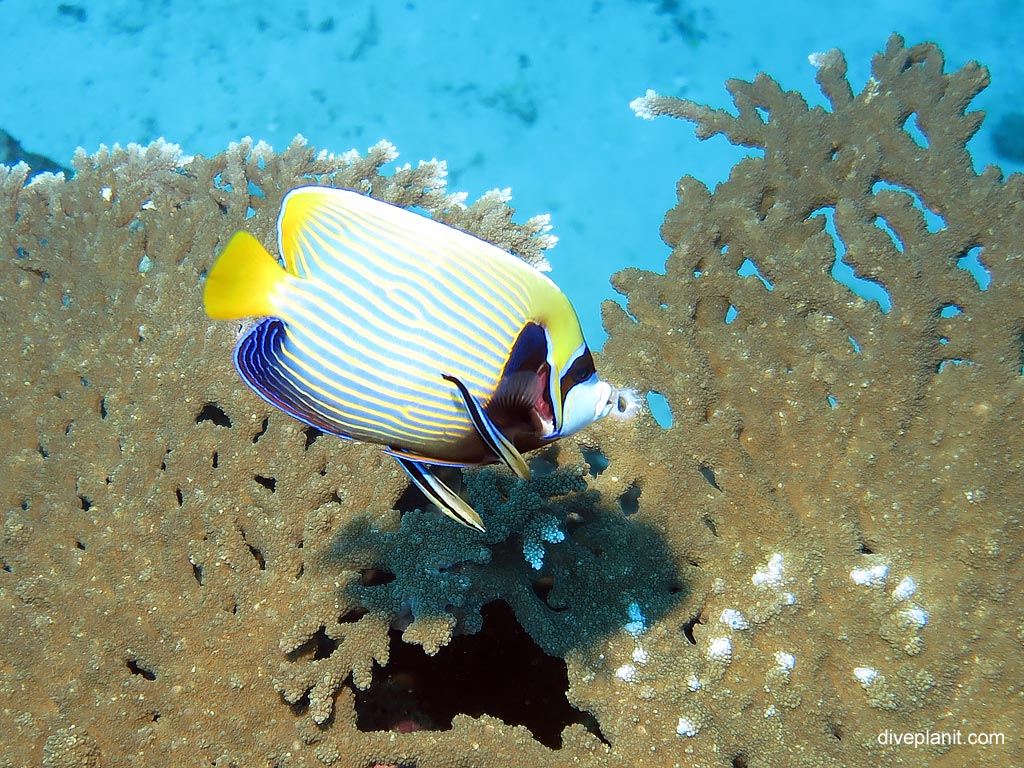 Emperor angelfish gets a clean at Koh Bon West Ridge diving with Sea Bees. Scuba holiday travel planning for Thailand - where, who and how