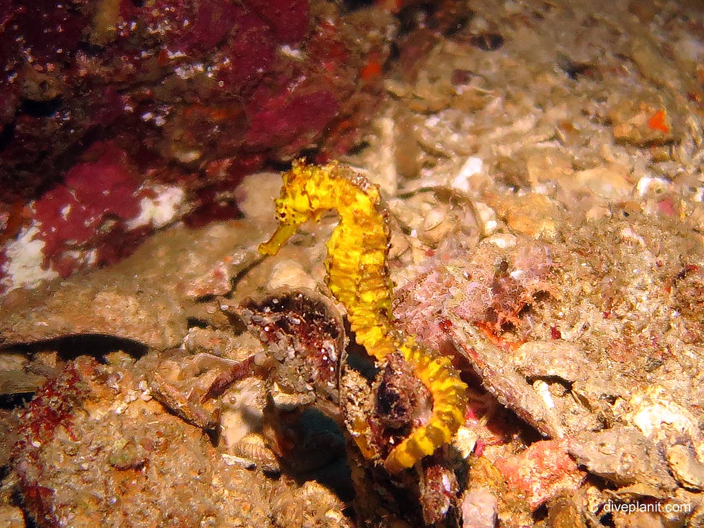 1159-Triggertail-seahorse-at-Richelieu-Rock-diving-Andaman-Sea-DPI-1159