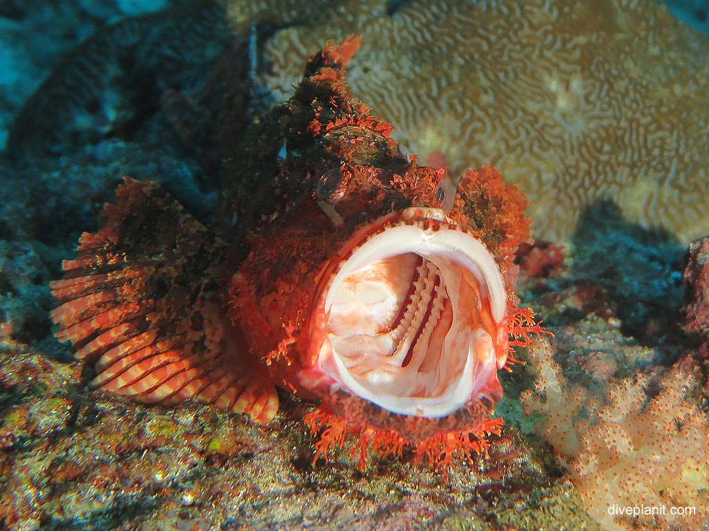 Yawning bearded scorpionfish at Koh Bon West Ridge diving with Se Bees. Scuba holiday travel planning for Thailand - where, who and how