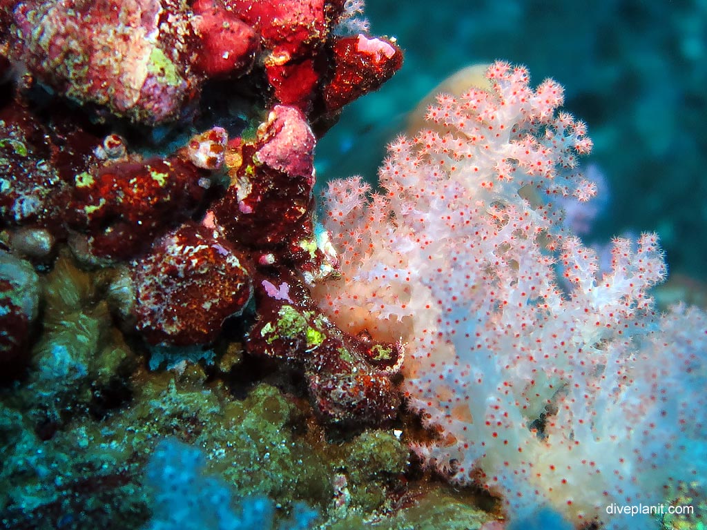 1453-Soft-coral-close-up-at-Koh-Bon-West-Ridge-diving-Andaman-Sea-DPI-1453