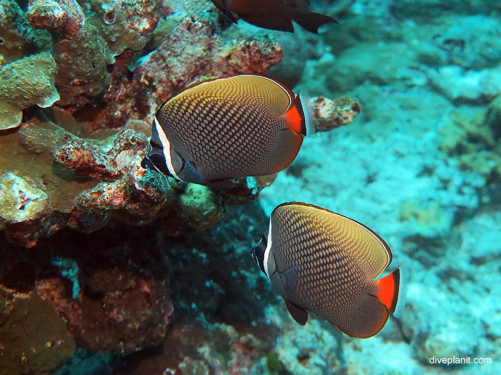 Two White collar butterflyfish at Koh Bon Cove diving with Se Bees. Scuba holiday travel planning for Thailand - where, who and how