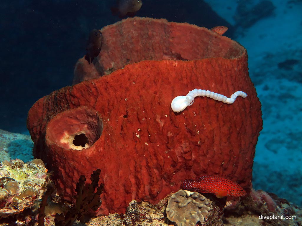 Sea cucumber on a sponge barrel at Ko Bangu North Point diving with Sea Bees. Scuba holiday travel planning for Thailand - where, who and how