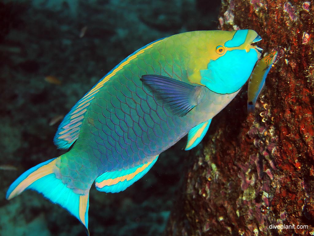 Green Throat Parrotfish at Ko Bangu North Point diving with Sea Bees. Scuba holiday travel planning for Thailand - where, who and how