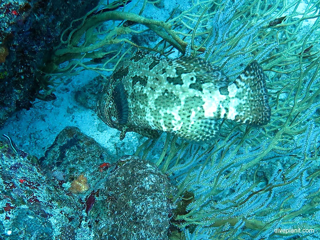 Camouflaged grouper wedged in a coral bush at Hin Pusa diving with Sea Bees. Scuba holiday travel planning for Thailand - where, who and how