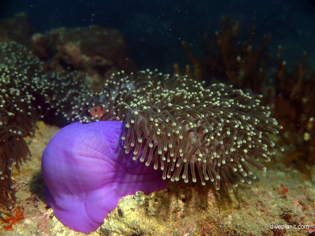 1867-Half-open-sea-anemone-at-Bida-Nok-diving-Koh-Phi-Phi-DPI-1867