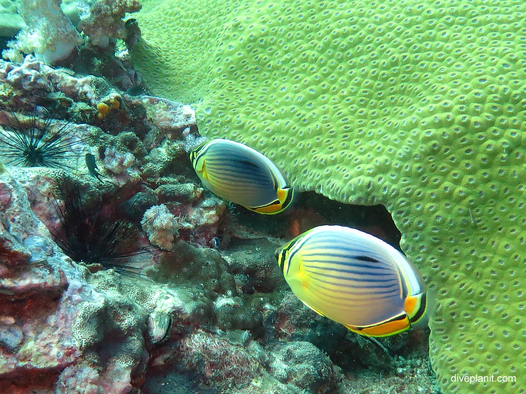Two red fin butterflyfish at Shark Point 2 diving with Sea Bees. Scuba holiday travel planning for Thailand - where, who and how