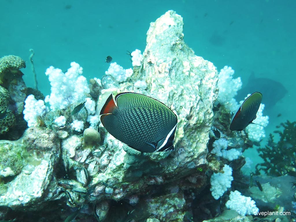 Red tail butterflyfish at Shark Point 2 diving with Sea Bees. Scuba holiday travel planning for Thailand - where, who and how