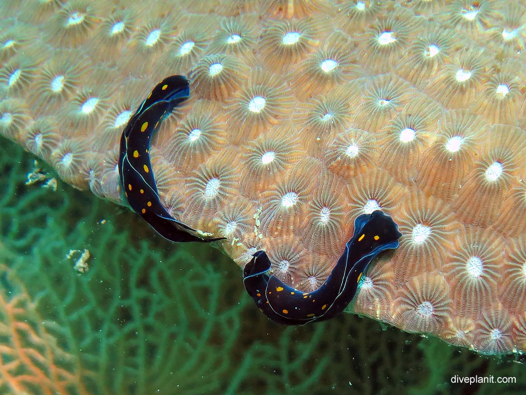 Blue with yellow spots flatworm or nudi at Shark Point 2 diving with Sea Bees. Scuba holiday travel planning for Thailand - where, who and how