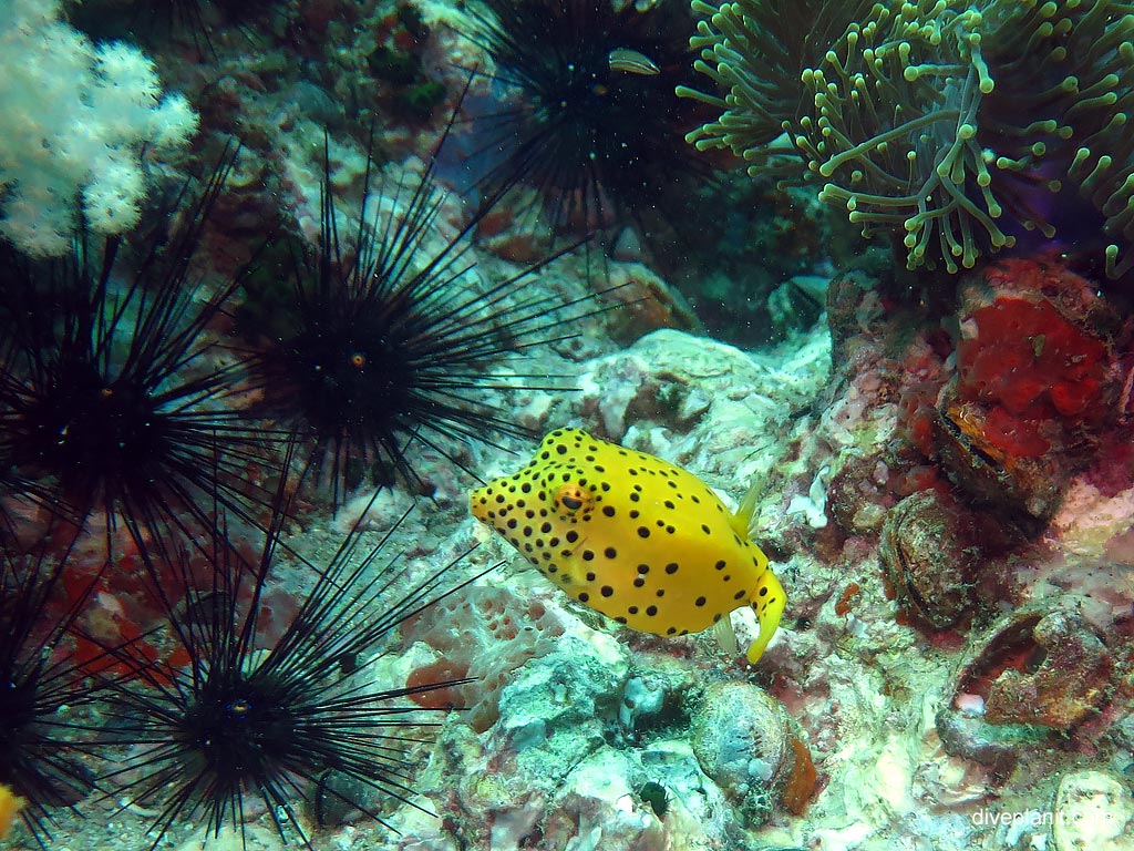 Juvenile yellow boxfish at Anemone Reef diving with Sea Bees. Scuba holiday travel planning for Thailand - where, who and how