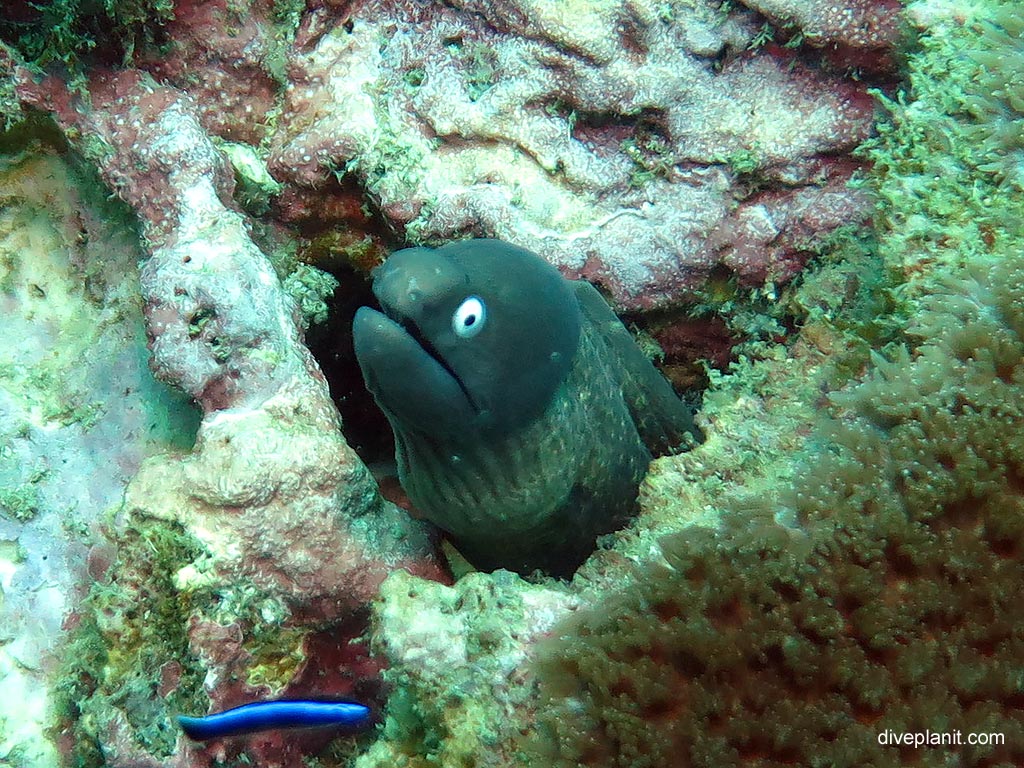 White eyed moray at Anemone Reef diving with Sea Bees. Scuba holiday travel planning for Thailand - where, who and how