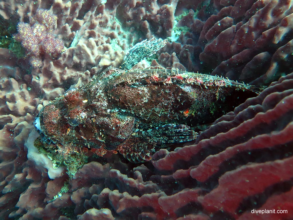 Bearded scorpionfish at Anemone Reef diving with Sea Bees. Scuba holiday travel planning for Thailand - where, who and how
