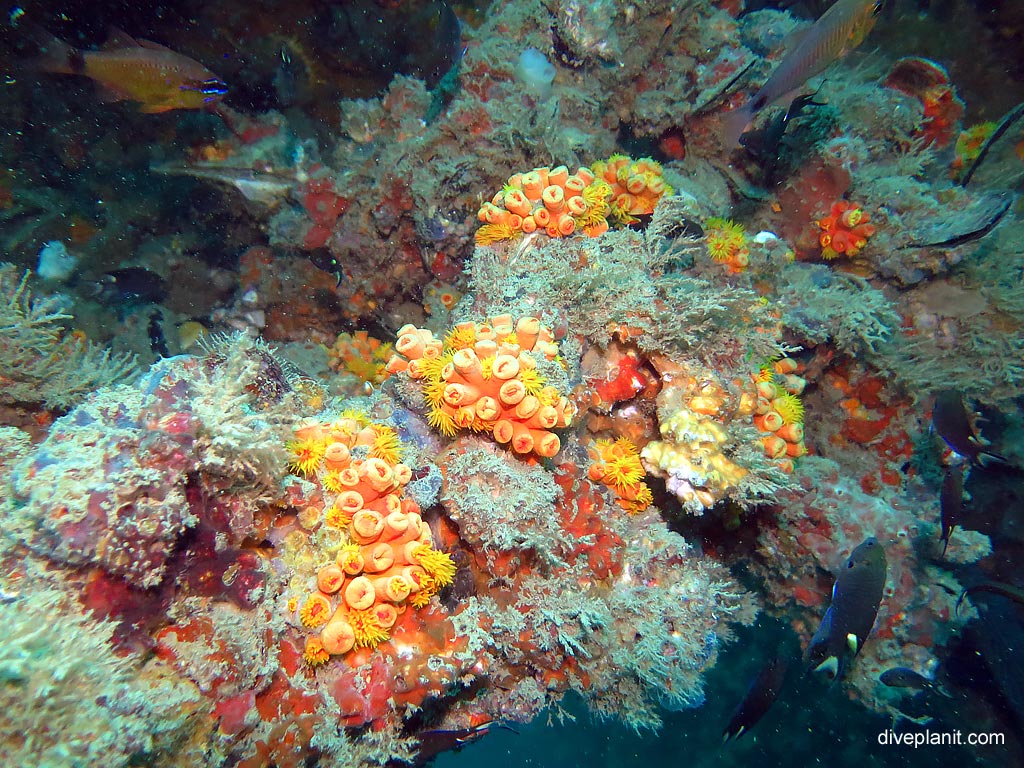 Tube anemonies at King Cruiser Wreck diving with Sea Bees. Scuba holiday travel planning for Thailand - where, who and how