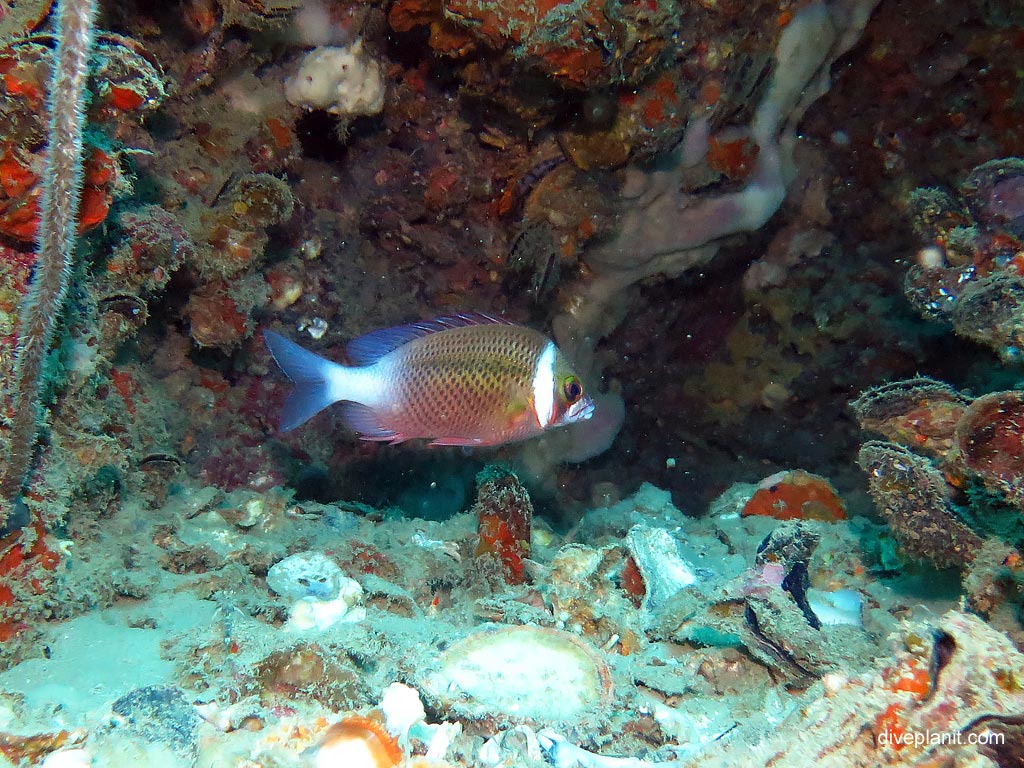 White cheeked bream at Ko Dok Mai diving with Sea Bees. Scuba holiday travel planning for Thailand - where, who and how