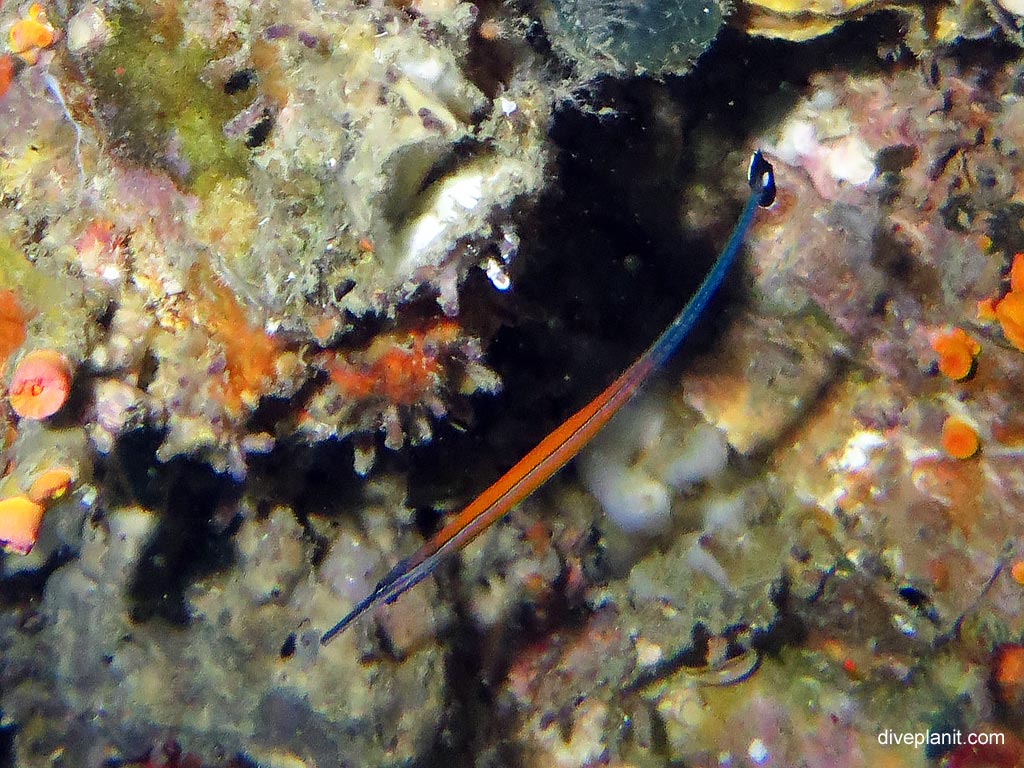 Cleaner pipefish: black tail with white margin and dot at Ko Dok Mai diving with Sea Bees. Scuba holiday travel planning for Thailand - where, who and how