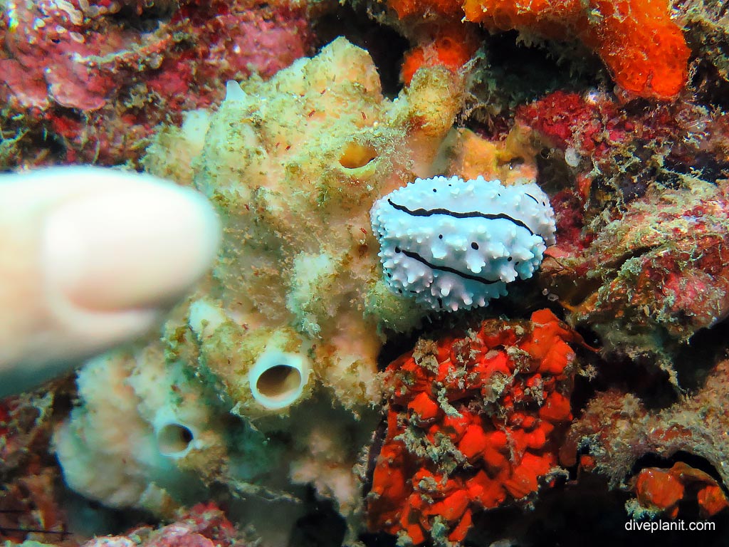 Dorid nudibranch Rudmans Phyllidiella at Ko Dok Mai diving with Sea Bees. Scuba holiday travel planning for Thailand - where, who and how
