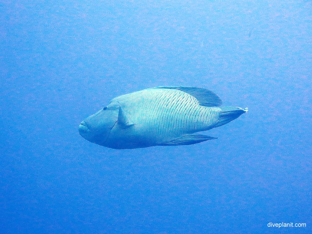 Humphead wrasse close up at Koh Bon West Ridge diving with Sea Bees. Scuba holiday travel planning for Thailand - where, who and how