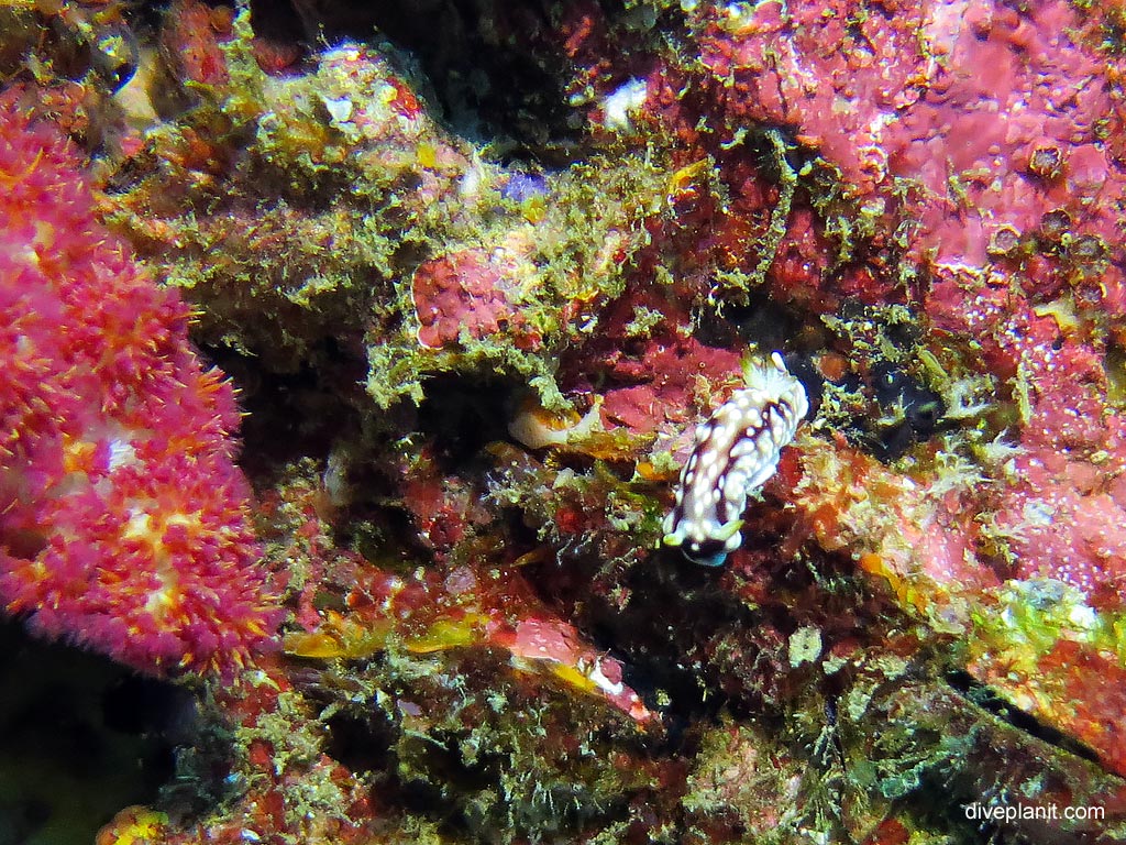 Geometric chromodoris at Richelieu Rock diving with Sea Bees. Scuba holiday travel planning for Thailand - where, who and how