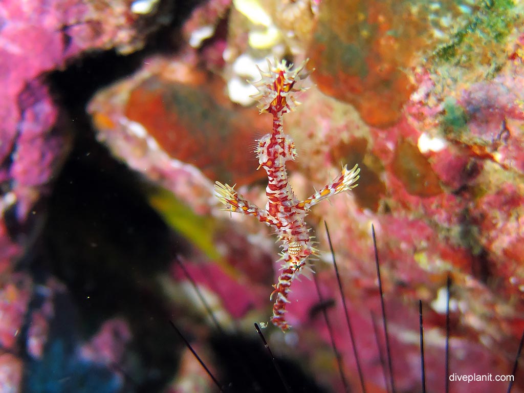 Ornate Ghost Pipefish at Richelieu Rock diving with Sea Bees. Scuba holiday travel planning for Thailand - where, who and how