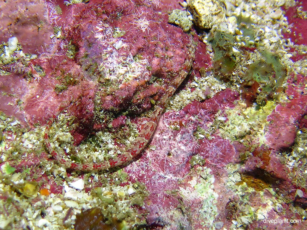 Red banded pipefish at Richelieu Rock diving with Sea Bees. Scuba holiday travel planning for Thailand - where, who and how