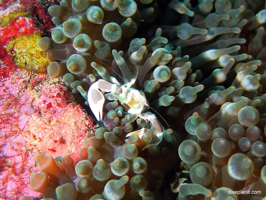 Porcelain crab at Richelieu Rock diving with Sea Bees. Scuba holiday travel planning for Thailand - where, who and how