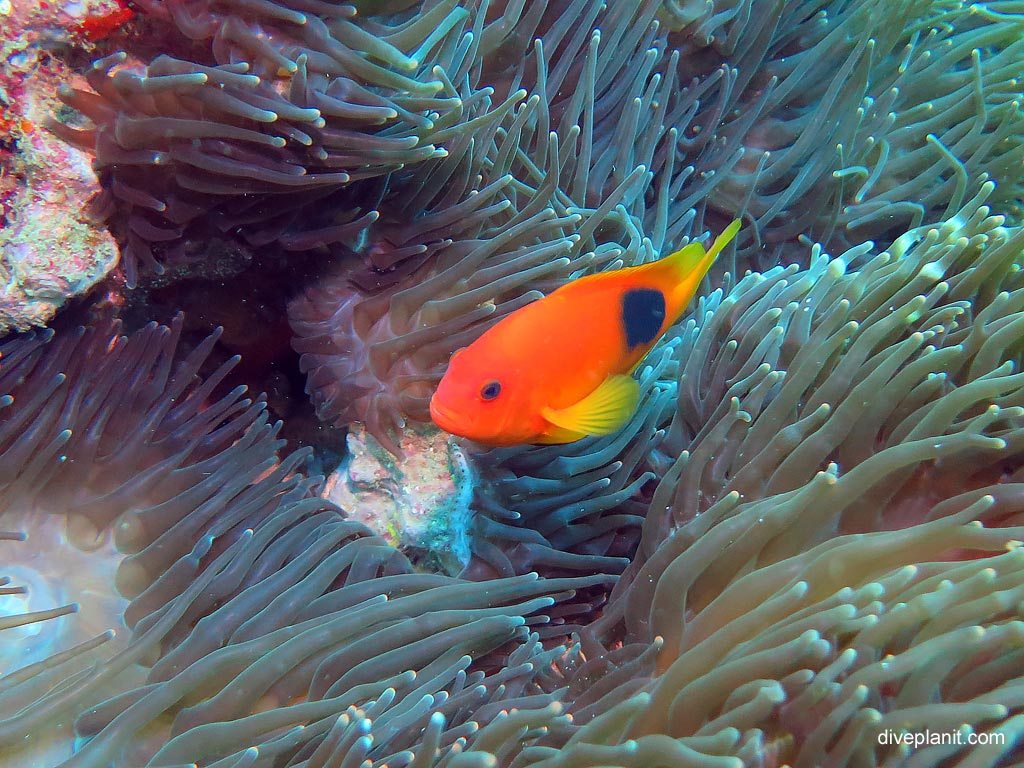 Red saddleback anemonefish - quite rare at Richelieu Rock diving with Sea Bees. Scuba holiday travel planning for Thailand - where, who and how