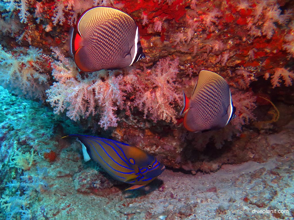 A blue lined angelfish with two white collar butterflies at Koh Bon West Ridge diving with Se Bees. Scuba holiday travel planning for Thailand - where, who and how
