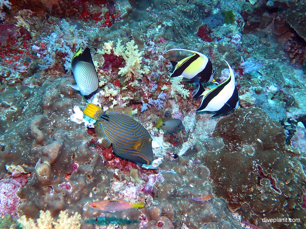 4254-How-many-2idols-2triggers-1vagabond-1IPcheckerboard-and-2hawkfish-at-Koh-Bon-West-Ridge-diving-Andaman-Sea-DPI-4254