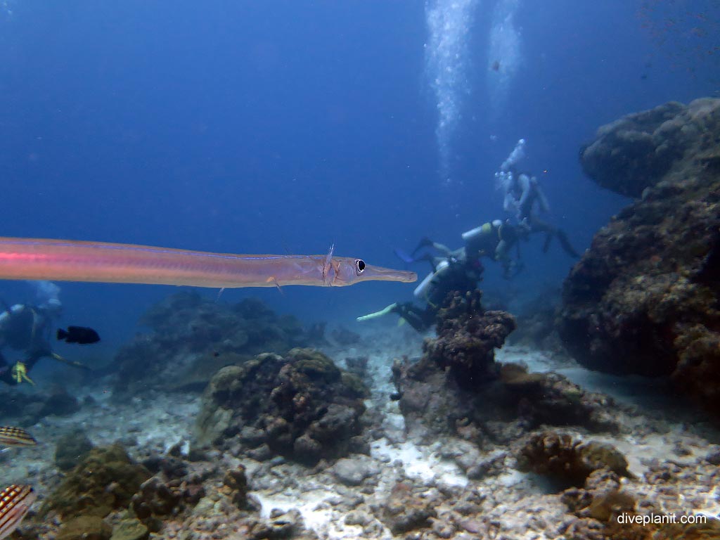 Cornetfish wondering at Koh Bon Cove diving with Sea Bees. Scuba holiday travel planning for Thailand - where, who and how