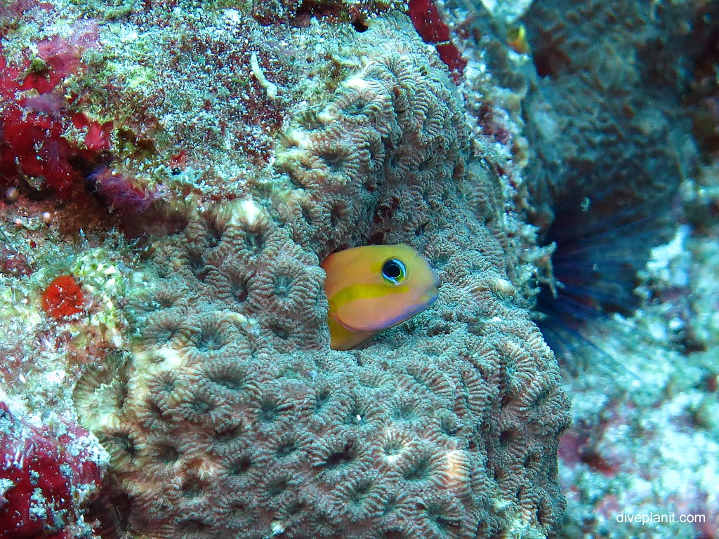Blenny checking its safe to come out at Koh Bon Cove diving with Sea Bees. Scuba holiday travel planning for Thailand - where, who and how