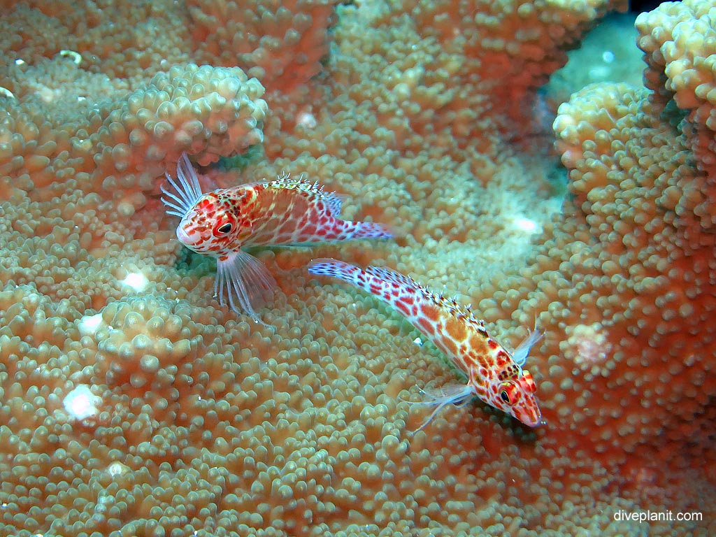 TWO Dwarf hawkfish at Koh Bon Cove diving with Sea Bees. Scuba holiday travel planning for Thailand - where, who and how
