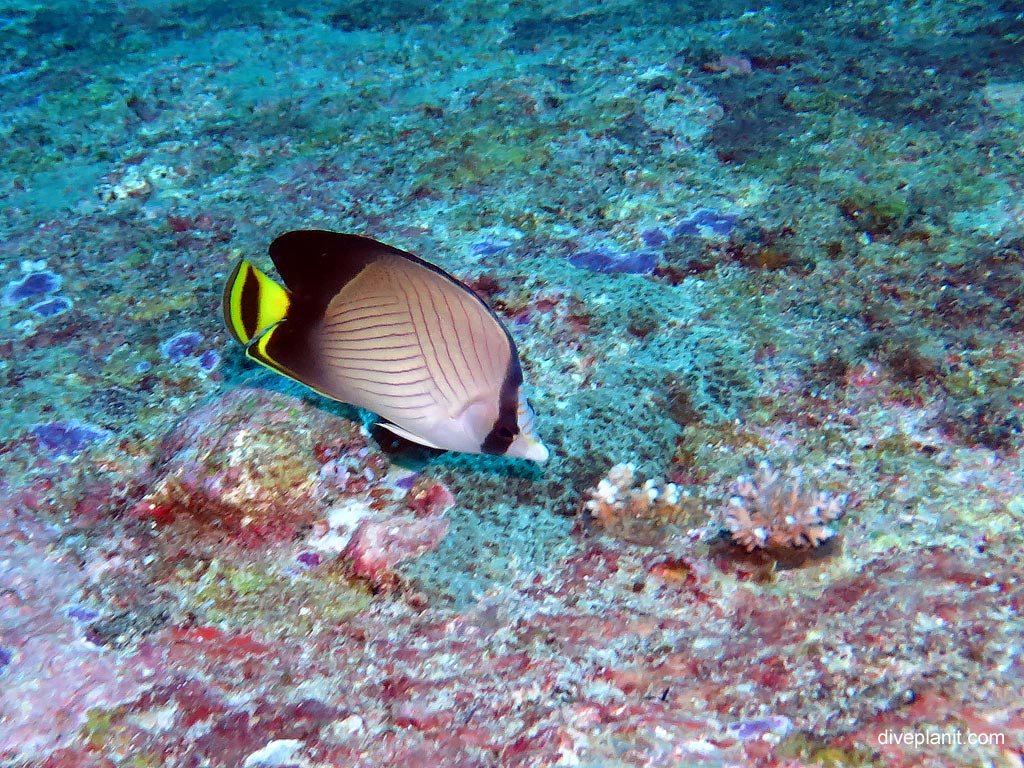 Indian vagabond butterflyfish at Ko Bangu North Point diving with Sea Bees. Scuba holiday travel planning for Thailand - where, who and how