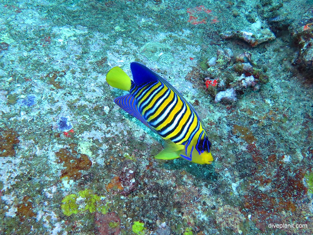 Regal angelfish at Ko Bangu North Point diving with Sea Bees. Scuba holiday travel planning for Thailand - where, who and how