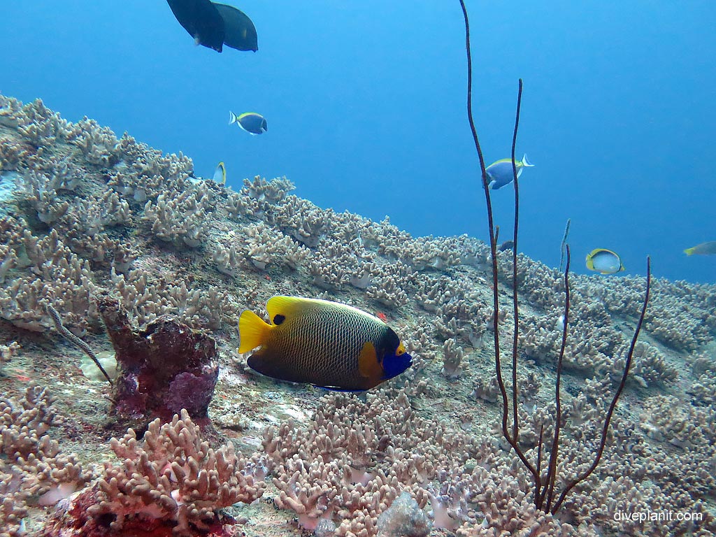 Yellow masked angelfish at Ko Bangu North Point diving with Sea Bees. Scuba holiday travel planning for Thailand - where, who and how