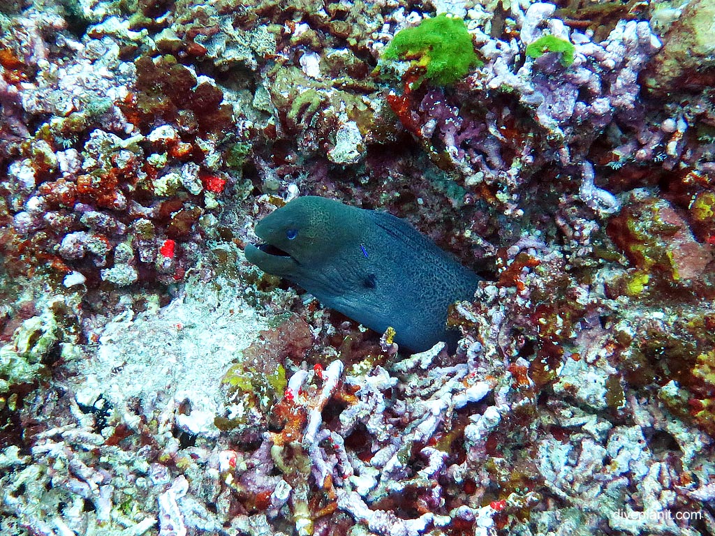 Giant moray at Ko Bangu North Point diving with Sea Bees. Scuba holiday travel planning for Thailand - where, who and how