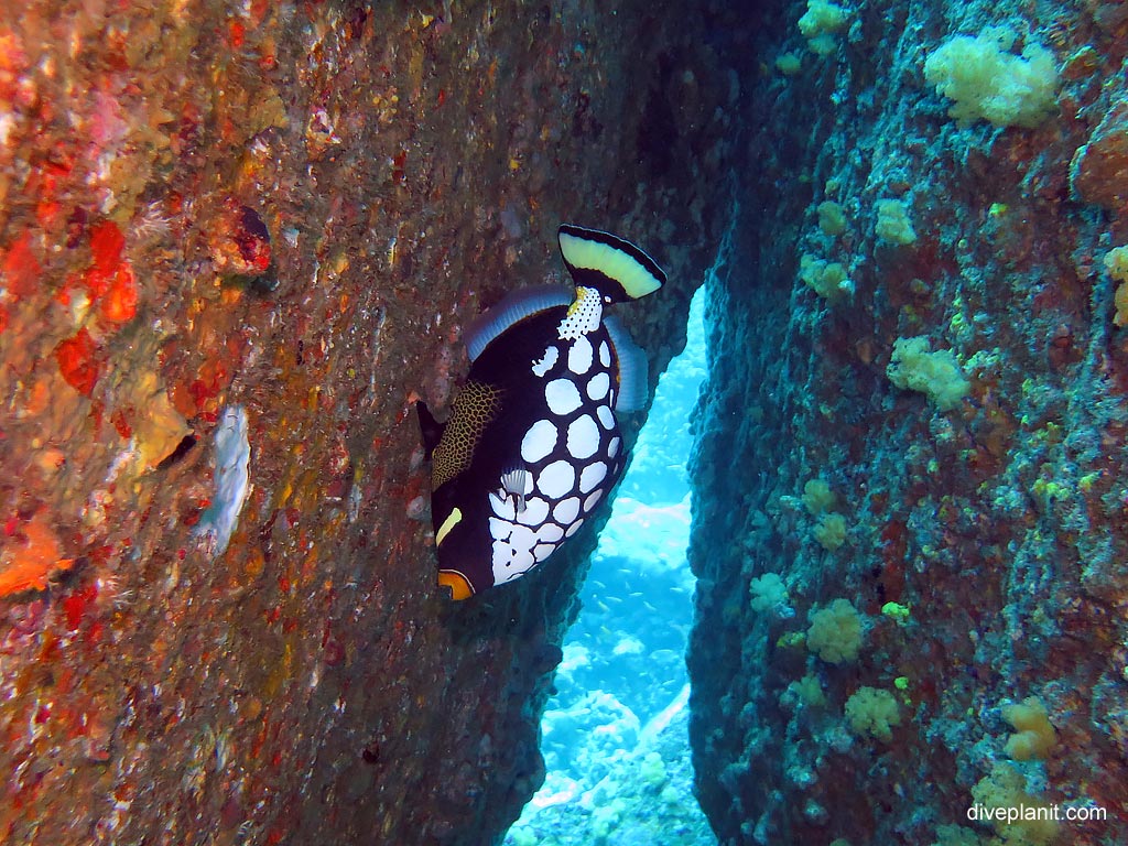 Clown triggerfish at Hin Pusa diving with Sea Bees. Scuba holiday travel planning for Thailand - where, who and how