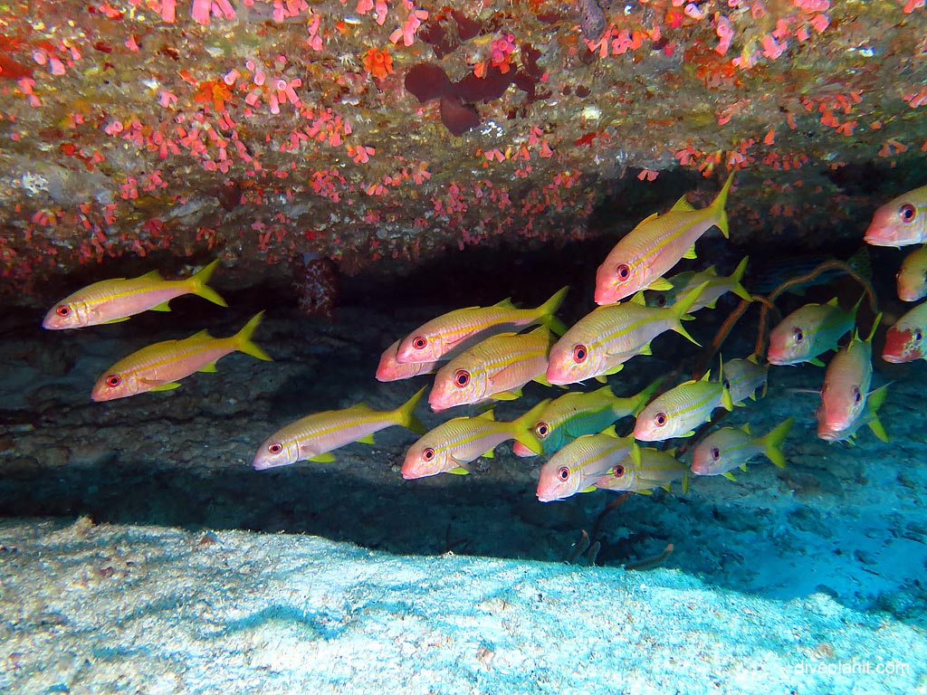 Yellowfin goatfish at Hin Pusa diving with Sea Bees. Scuba holiday travel planning for Thailand - where, who and how