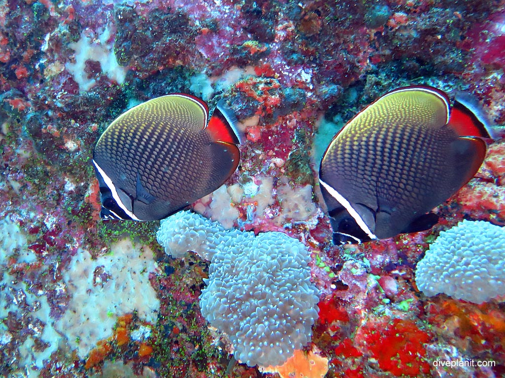 White collar butterflyfish close up at Hin Pusa diving with Sea Bees. Scuba holiday travel planning for Thailand - where, who and how