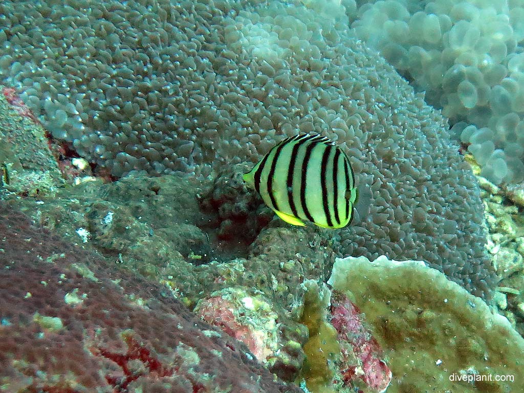 Eight banded butterflyfish at Bida Nok diving with Zeavola Resort Diving. Scuba holiday travel planning for Ko Phi Phi Thailand - where, who and how